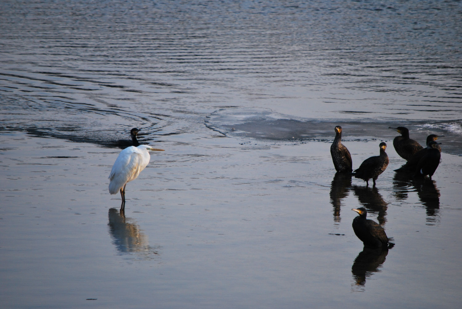 휴식하며 재잘거리는 새들.
Birds chattering at rest.