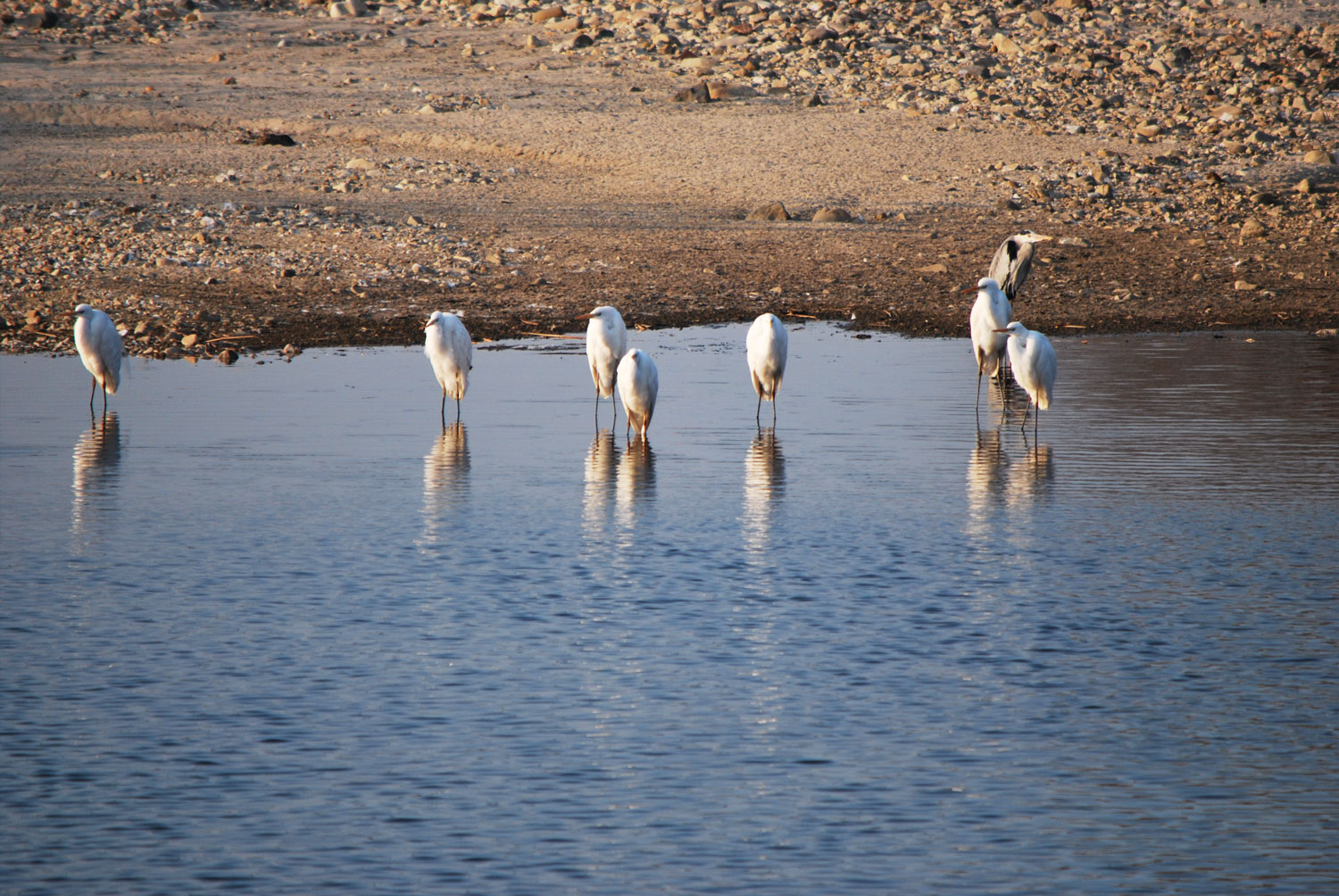 휴식하며 재잘거리는 새들.
Birds chattering at rest.