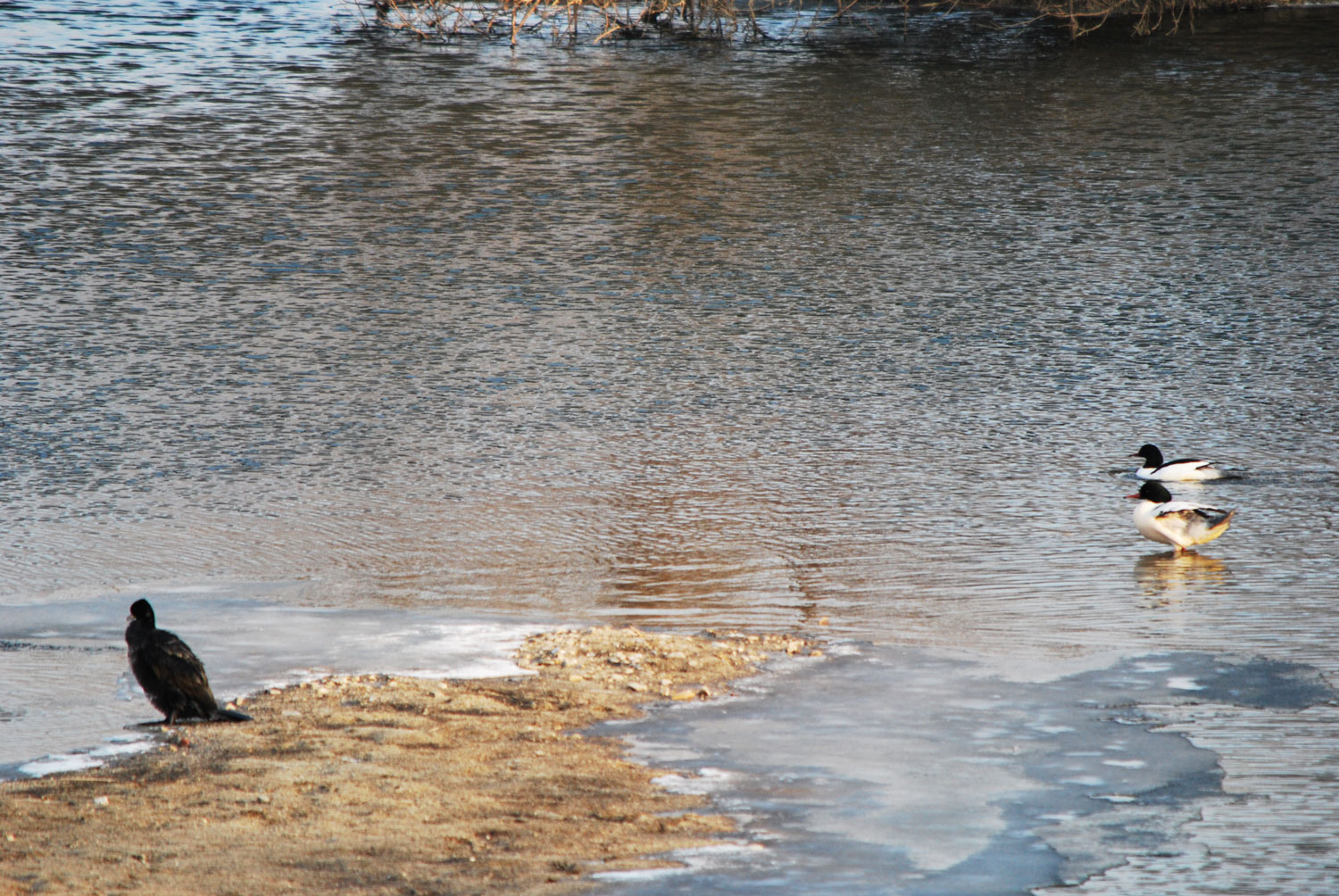 휴식하며 재잘거리는 새들.
Birds chattering at rest.