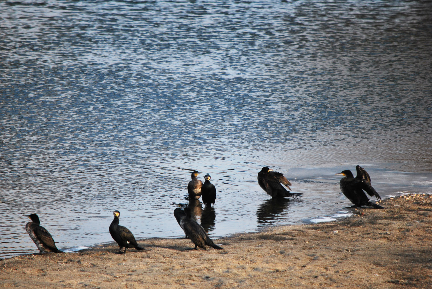 휴식하며 재잘거리는 새들.
Birds chattering at rest.