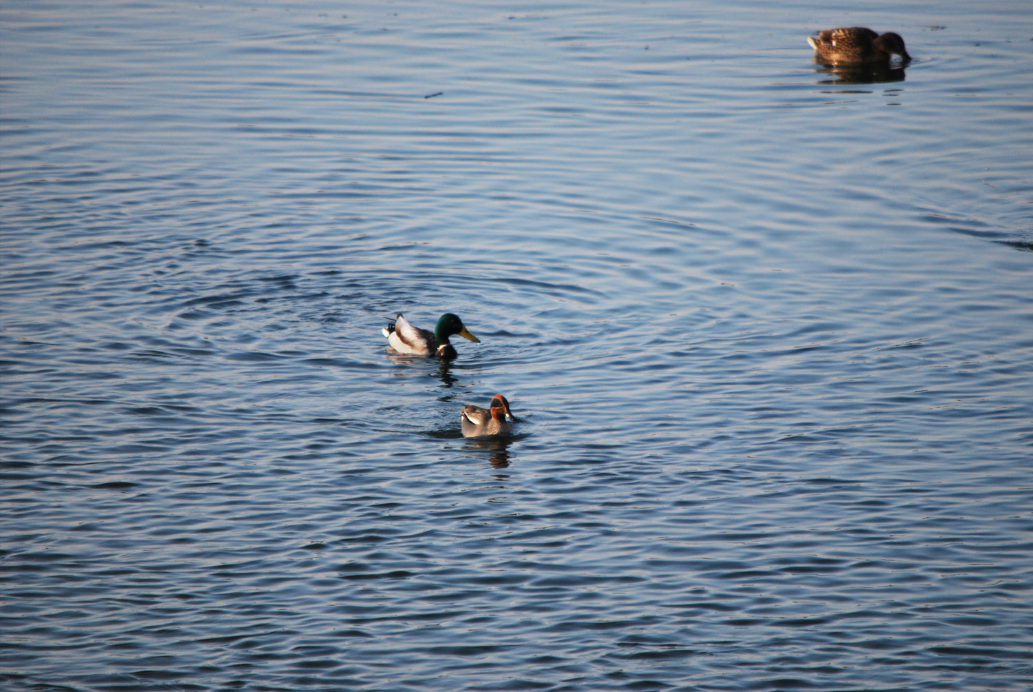신나는 먹이활동.
Exciting feeding activities.