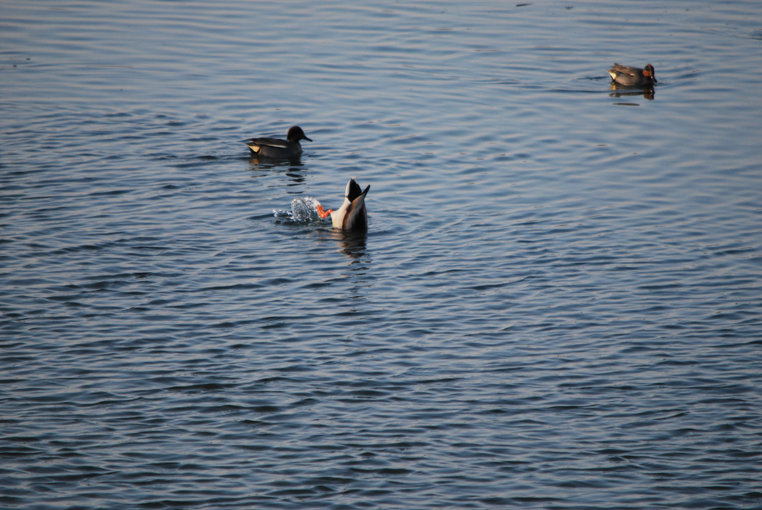 신나는 먹이활동.
Exciting feeding activities.