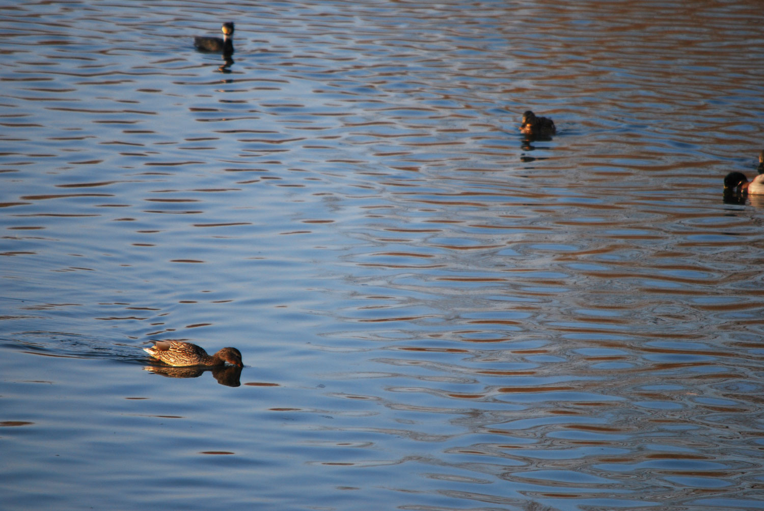 신나는 먹이활동.
Exciting feeding activities.
